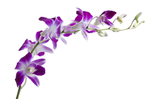 美丽的石斛兰白色图片下载