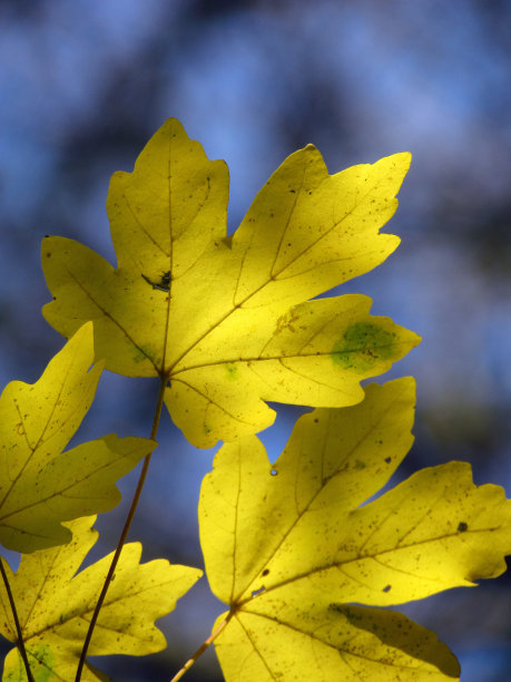丰富多彩的秋叶图片下载