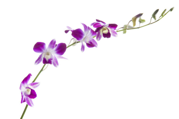 美丽的石斛兰白色图片下载