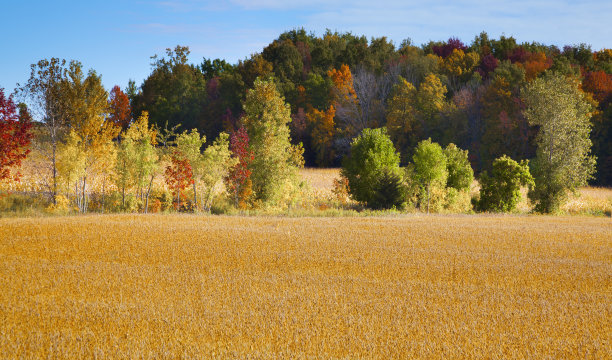 美丽的秋色田园和大豆田图片下载