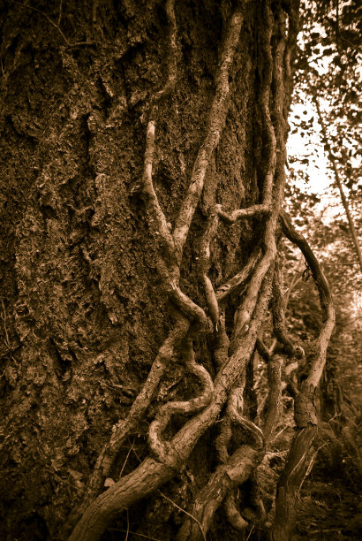 树干上的藤蔓图片下载