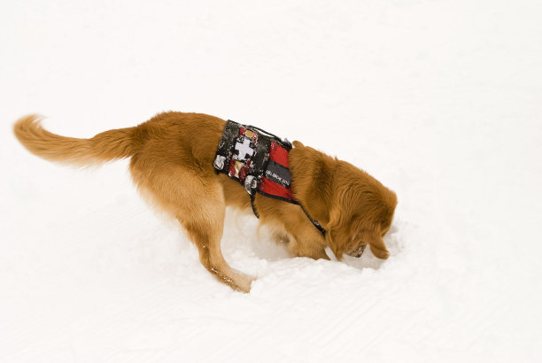 救援犬图片下载