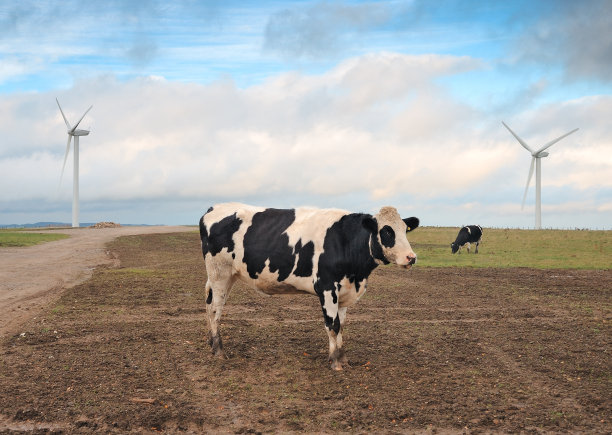 奶牛和风力涡轮机图片下载
