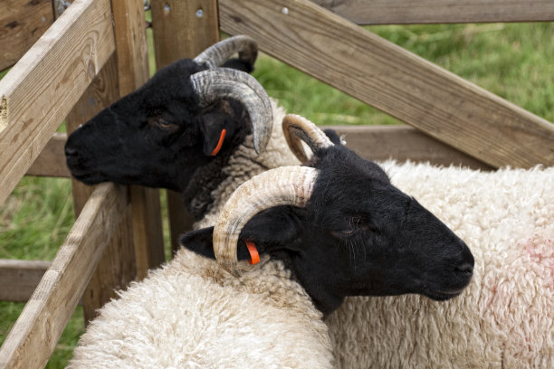 农业展览-两只有角的羊图片下载