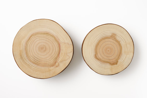 白色背景上的两棵树横截面的孤立镜头图片下载