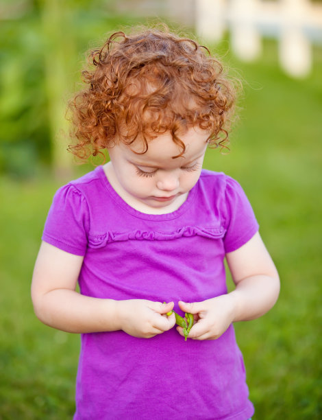 小女孩在吃花园里的新鲜豌豆图片下载