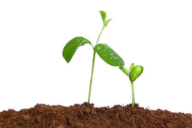 新的生命在春天里生长:爱和关怀图片下载