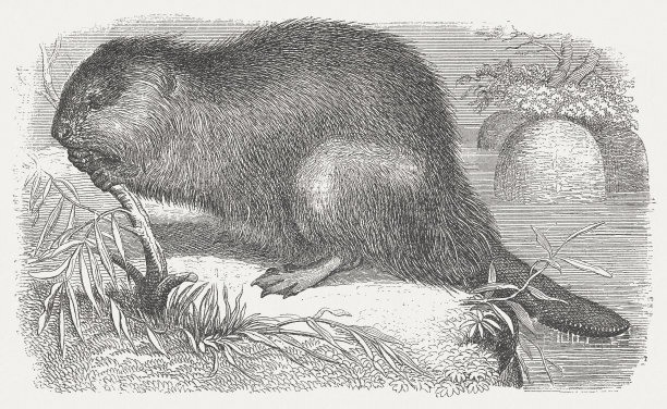 海狸(蓖麻科)，木刻图片下载