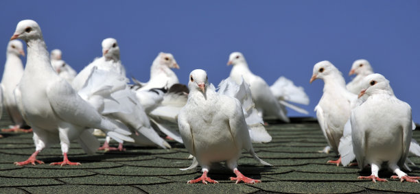 白色的鸽子图片下载