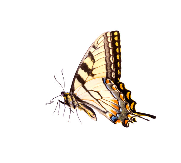 老虎燕尾蝶图片下载