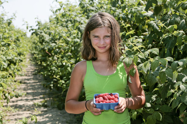 树莓地里的女孩图片下载