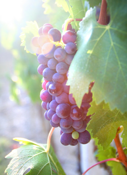 他来了图片下载