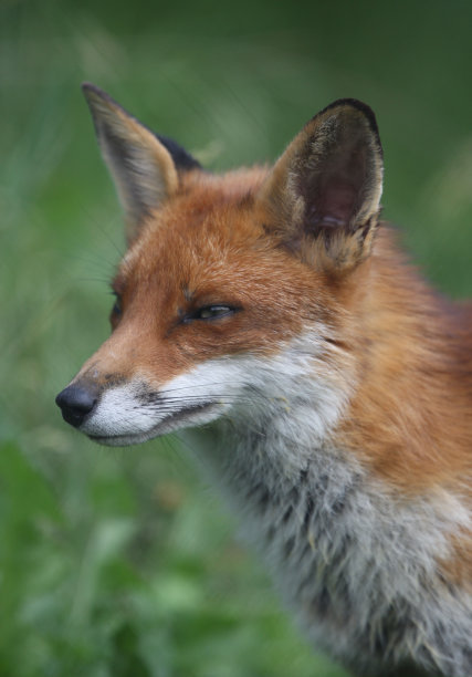 利福克斯特写镜头图片下载