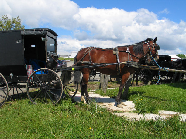 阿米什马车和马图片下载