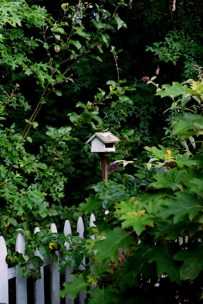 禽舍在花园图片下载