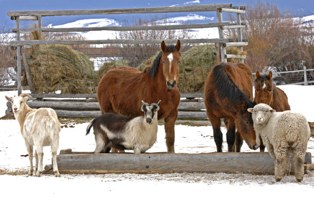 农场动物一起进食图片下载