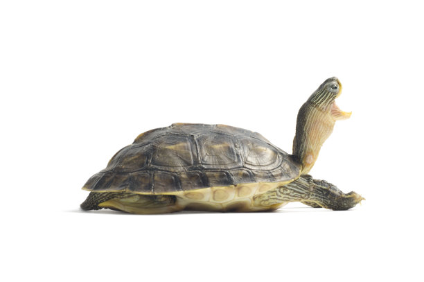 尖叫的乌龟图片下载