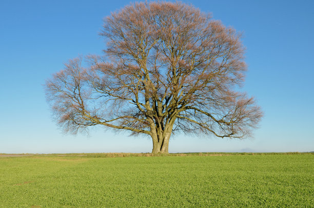 秋天在田野上的大的光秃秃的山毛榉树图片下载