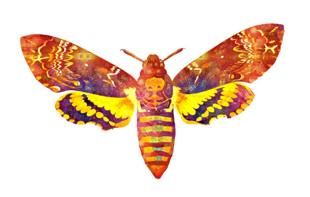 蝴蝶水彩7 -托肯考夫-踌躇图片下载