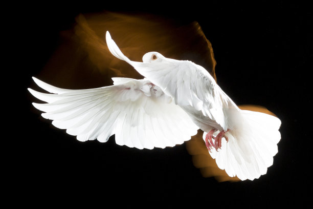 怀特在那里图片下载