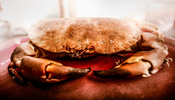 螃蟹近距离午餐图片下载
