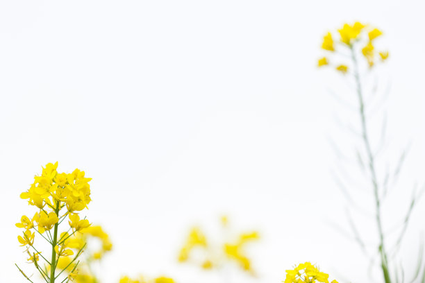 油菜花白色图片下载