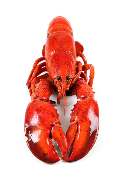孤立的龙虾图片下载