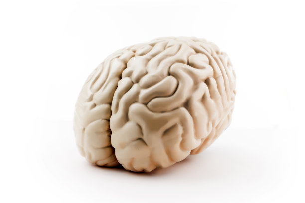 人类的大脑图片下载