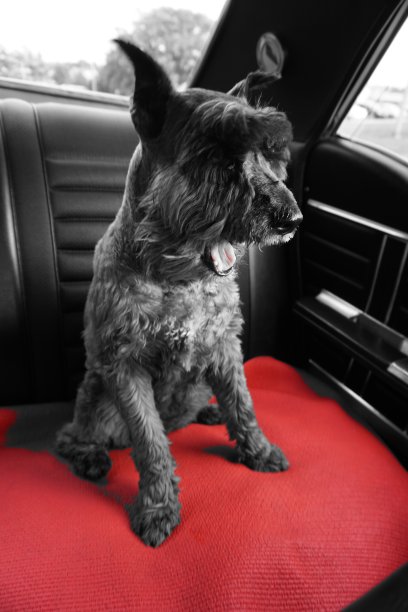 迷你雪纳瑞小狗打哈欠，黑色奥兹莫比尔经典汽车内饰图片下载