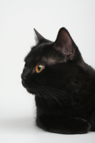 灰色背景下的英国黑猫图片下载