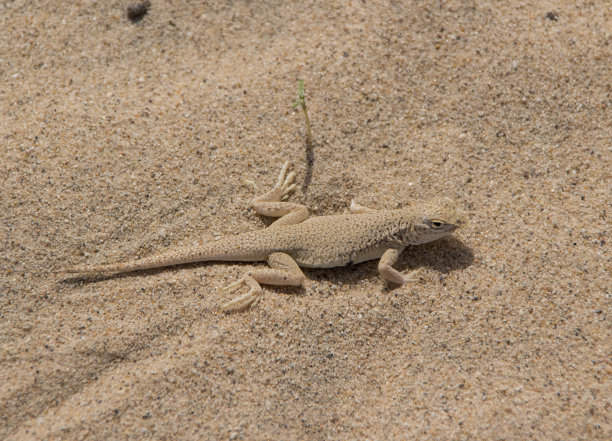 莫哈韦须趾蜥蜴图片下载