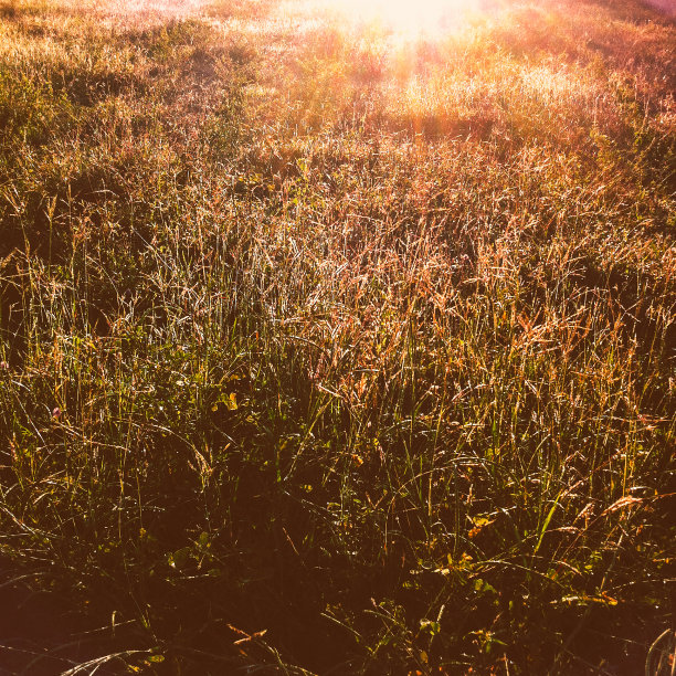 阳光背景下的草图片下载