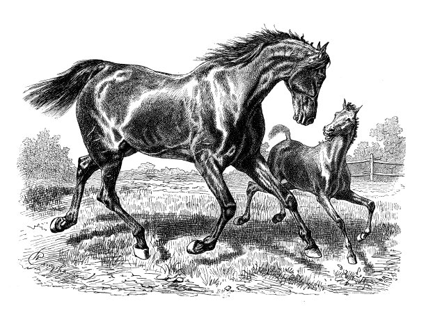 古董马的插画图片下载