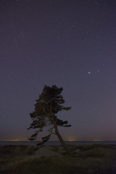 星空与大海，前景中一棵孤独的冷杉(XXXLarge)图片下载