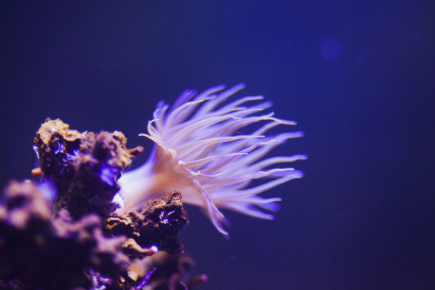 Aiptasia Sea Anenmone -水下自然背景图片下载