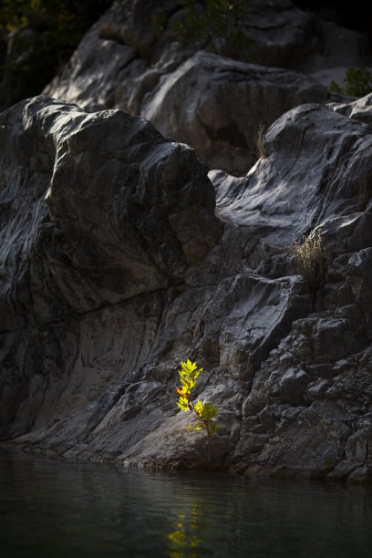 杂草在河边图片下载