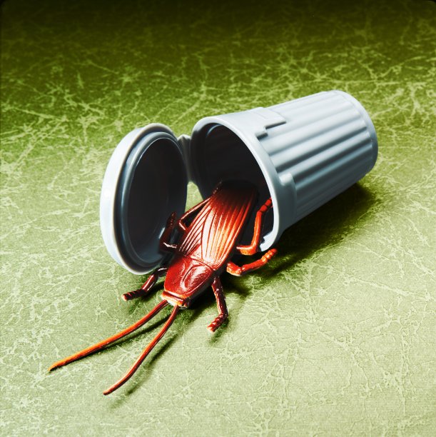 垃圾桶里的蟑螂图片下载