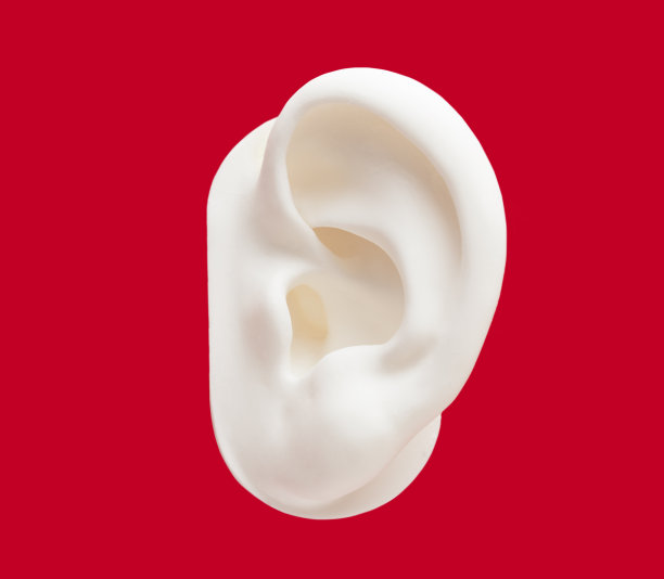 耳朵模型图片下载