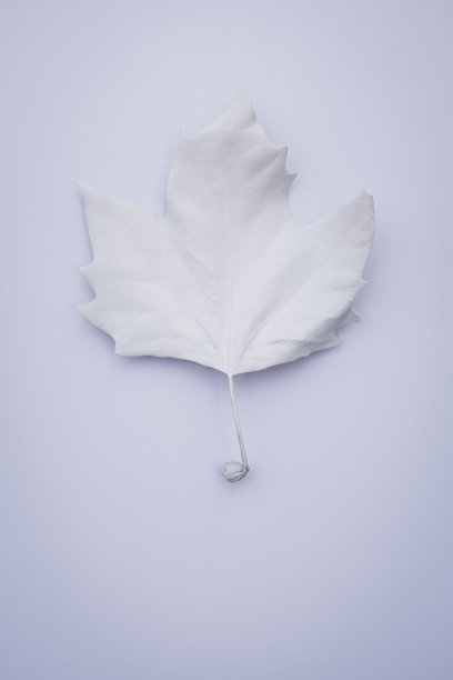 漆干叶。图片下载