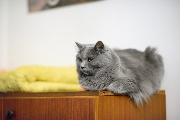 Chartreux在客厅里图片下载