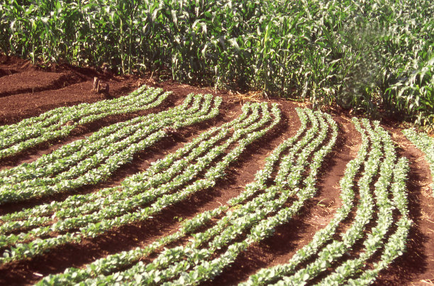 在洪都拉斯中部的Siguatepeque附近的花园中，密集园艺在玉米作物旁边种植新的莴苣图片下载