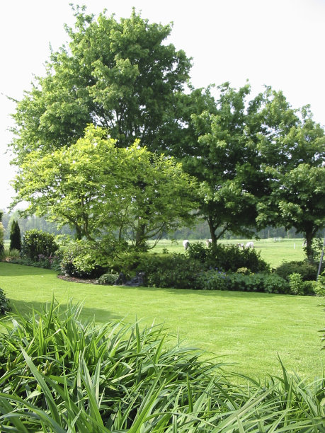 我花园里的树图片下载