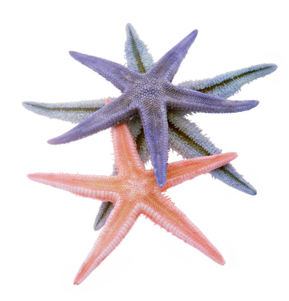 三个海星图片下载