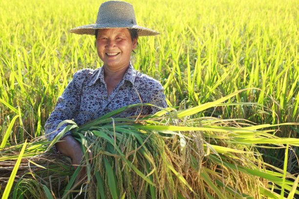 快乐的亚洲农民拿着大米图片下载