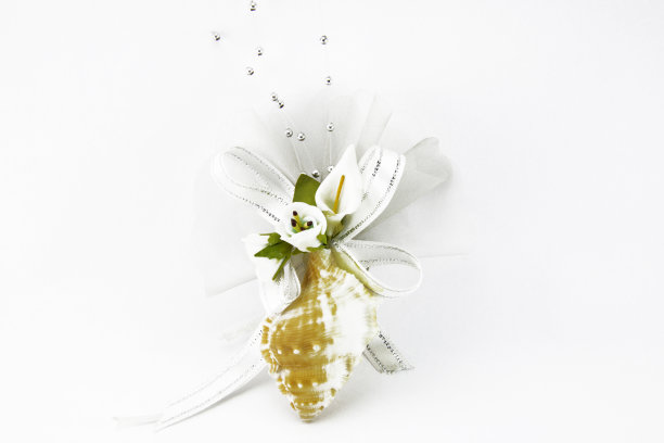 礼物壳图片下载