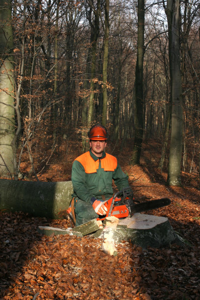 砍伐树图片下载