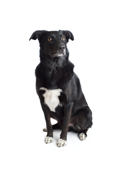 英俊的孤立边境牧羊犬图片下载