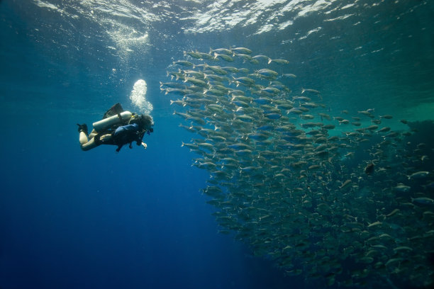 潜水员和鱼群图片下载
