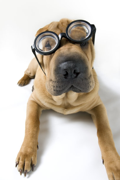 戴歪眼镜的小狗图片下载