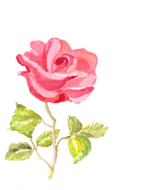 水彩画粉色玫瑰与白色复制空间图片下载